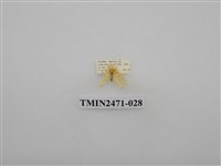 藏品(鉤弧紋豔苔蛾)的圖片